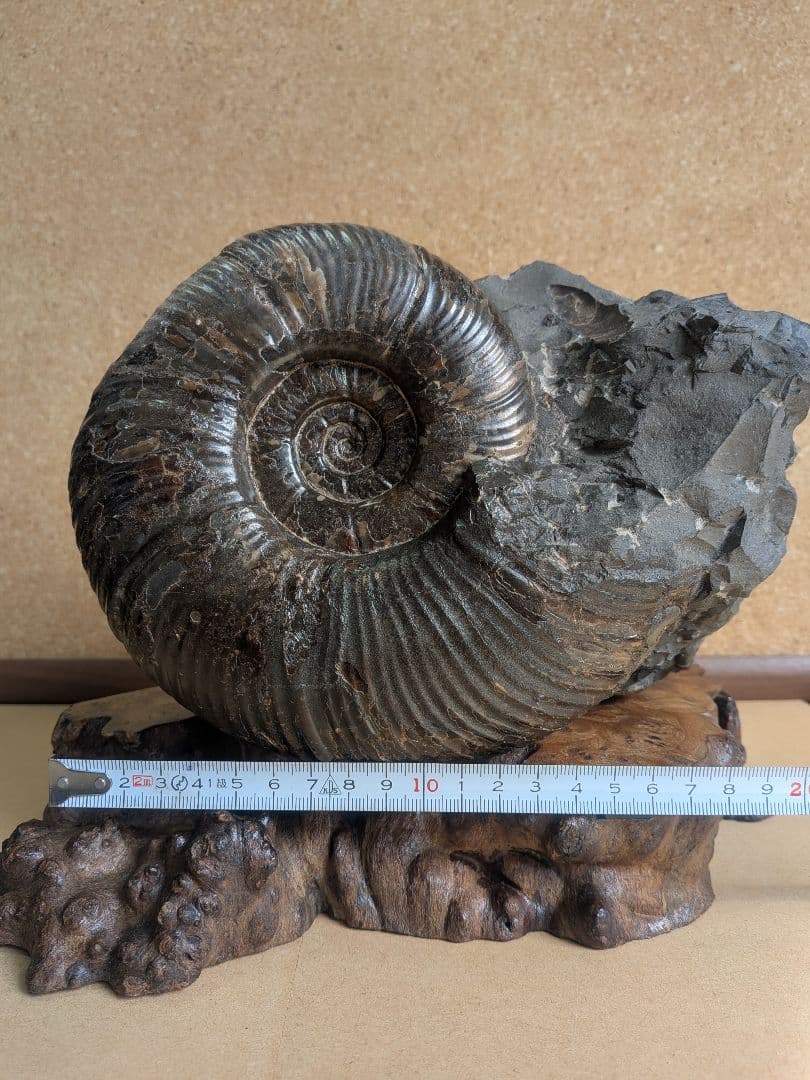 アンモナイト化石 17.0㎝(297)