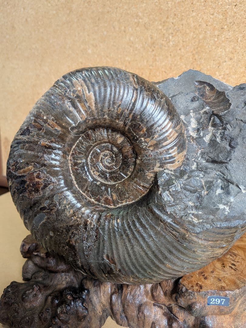 アンモナイト化石 17.0㎝(297)