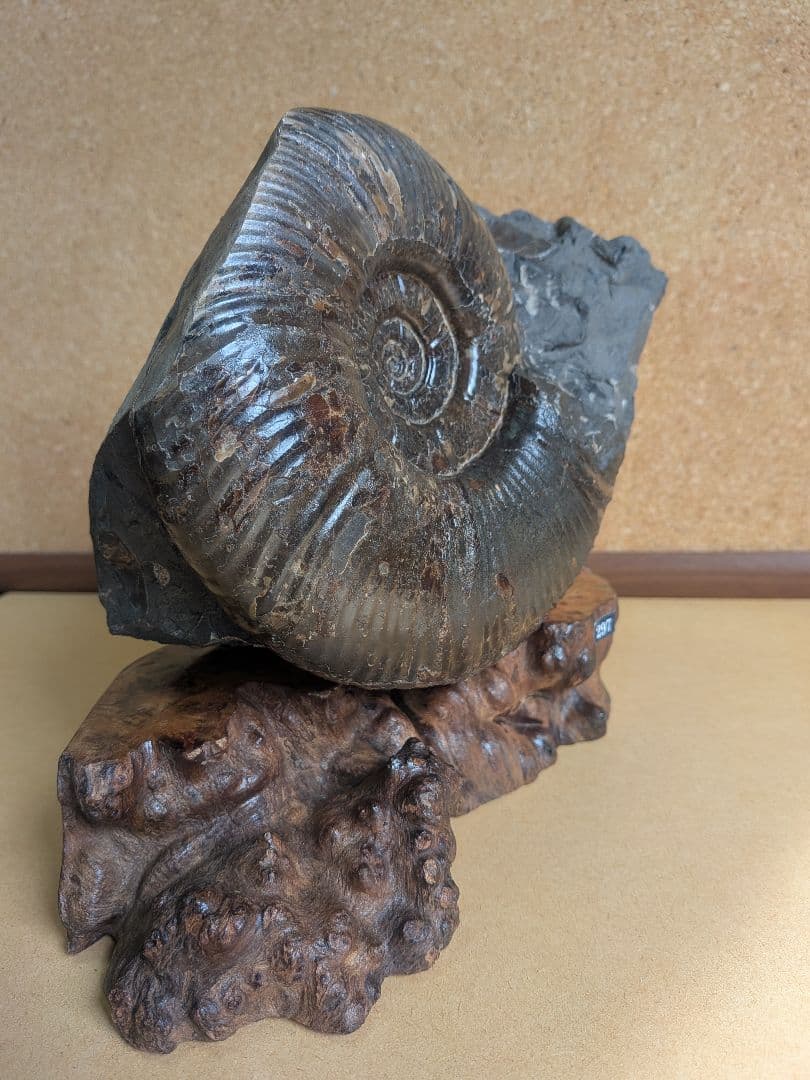 アンモナイト化石 17.0㎝(297)