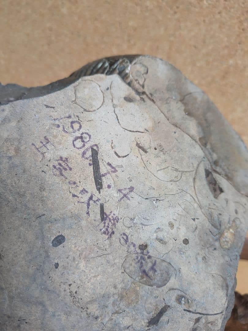 アンモナイト化石 17.0㎝(297)