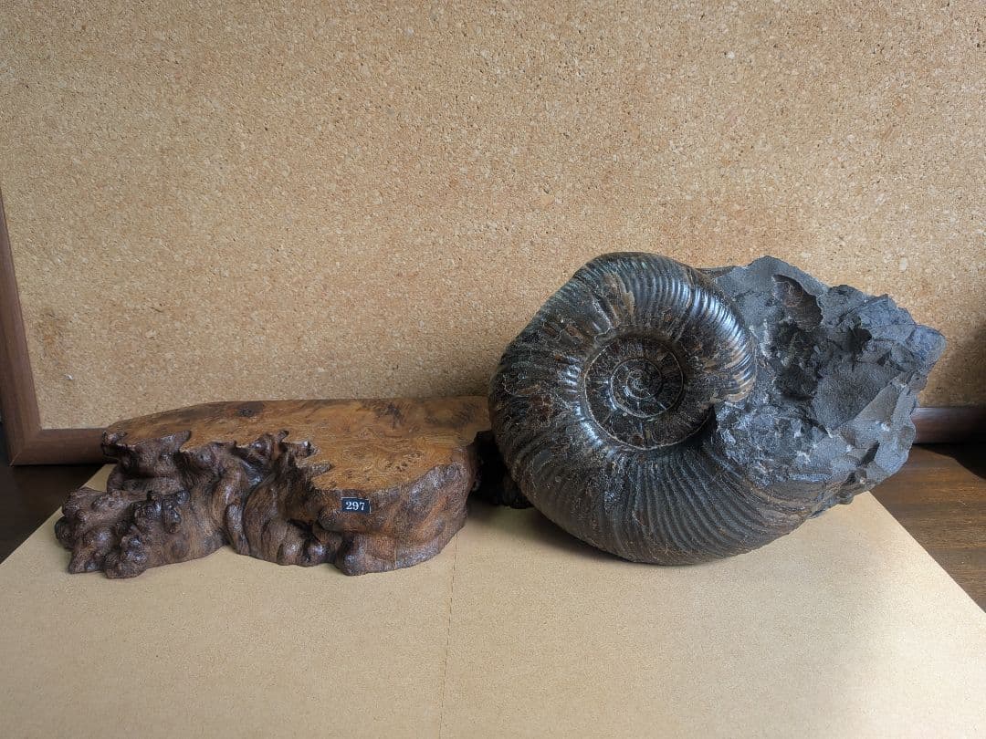 アンモナイト化石 17.0㎝(297)