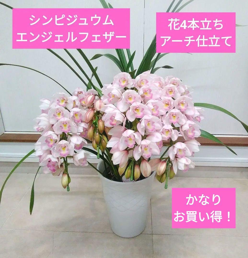 現品　シンピジュウム　エンジェルフェザー　花4本立　アーチ仕立て　陶器鉢