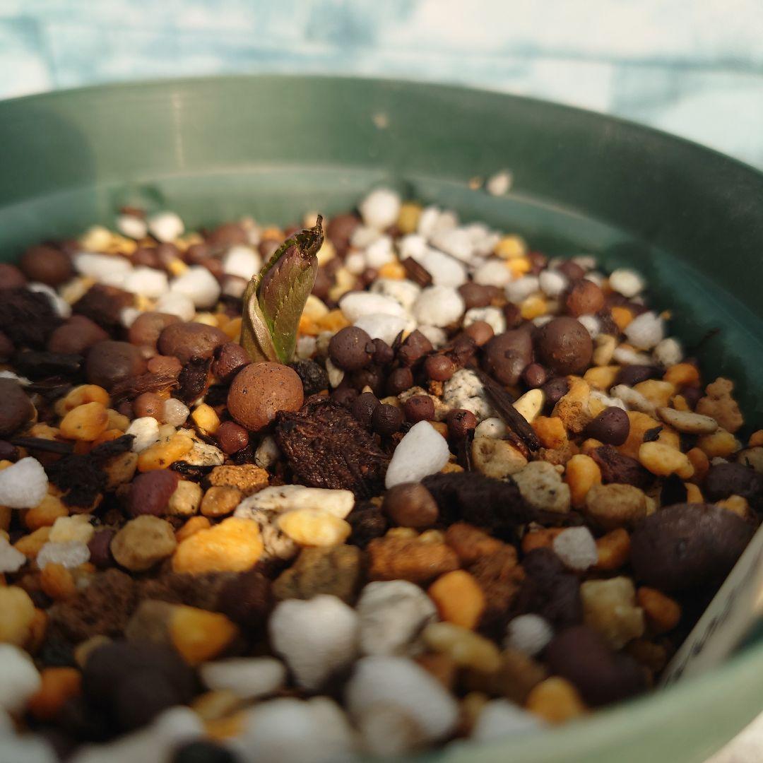 ☀️【Helleborus　thibetanus】☀️4号スリット鉢ロング植え