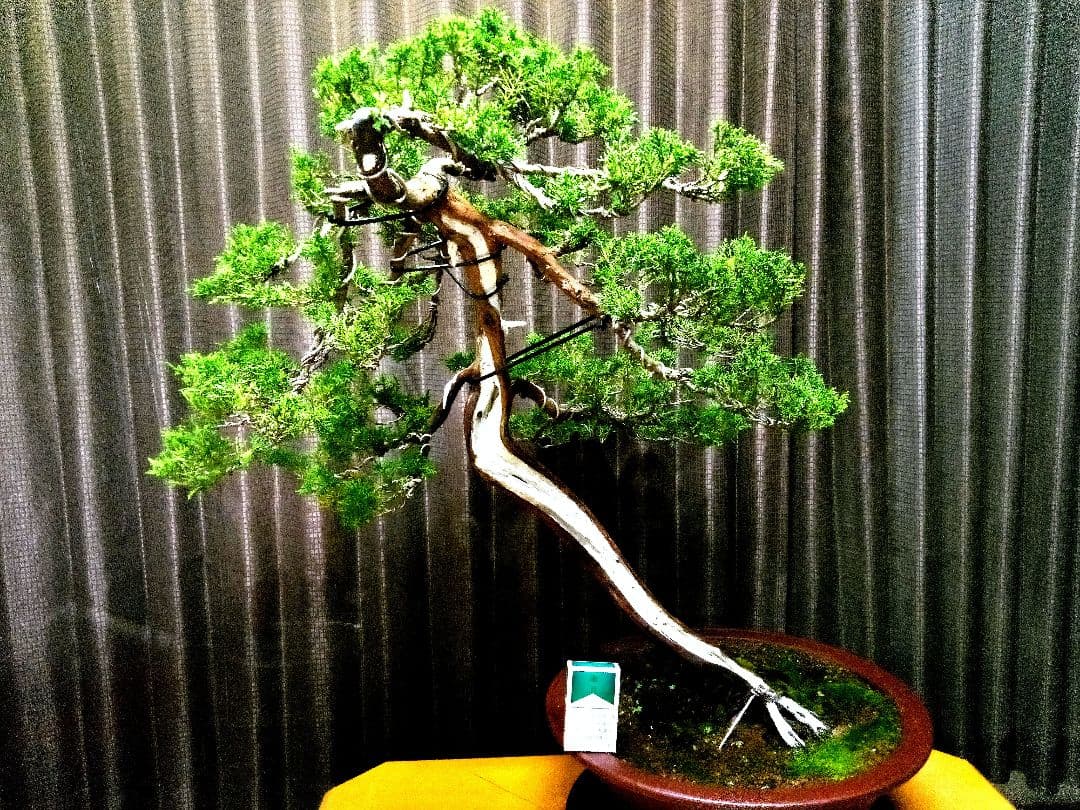 【大品 山採り 真柏盆栽】　　　　　　　⭕デカイ⁉️木製梱包発送～