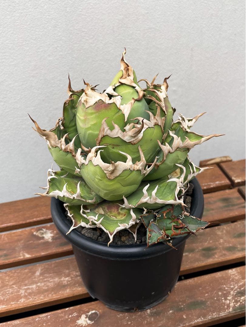 B*k様 アガベ チタノタ シーザー 子株付き