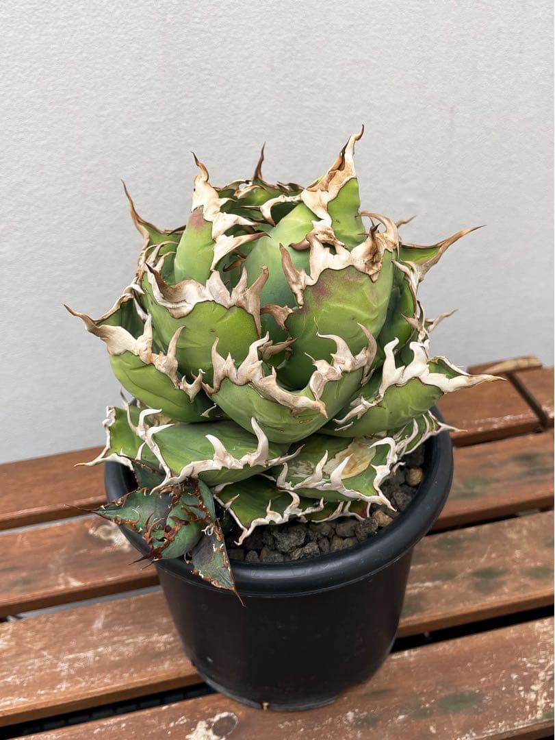 B*k様 アガベ チタノタ シーザー 子株付き