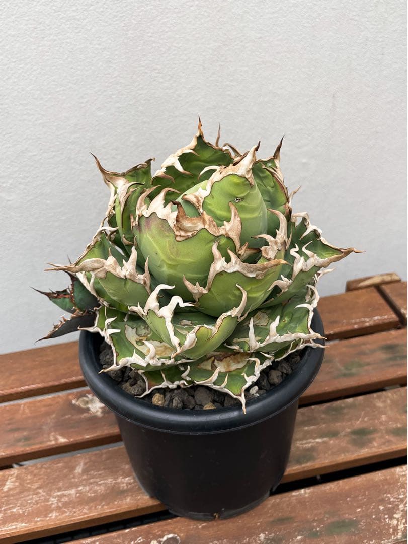 B*k様 アガベ チタノタ シーザー 子株付き