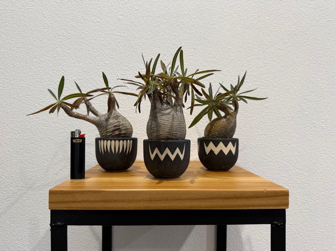 パキポディウム・グラキリス ミニ　VALIEM 3個セット　バリエム