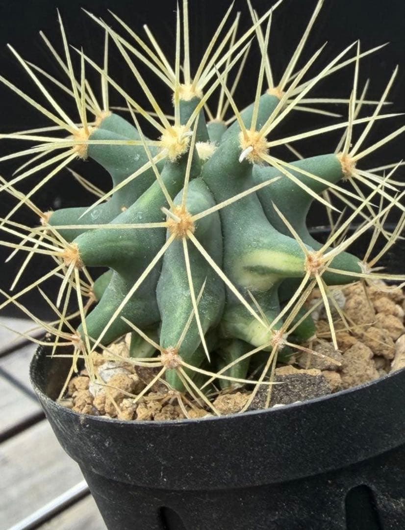 実生フェロカクタス王冠竜錦◇斑入りドライガーデン多肉サボテン　アガベ ユッカ南国