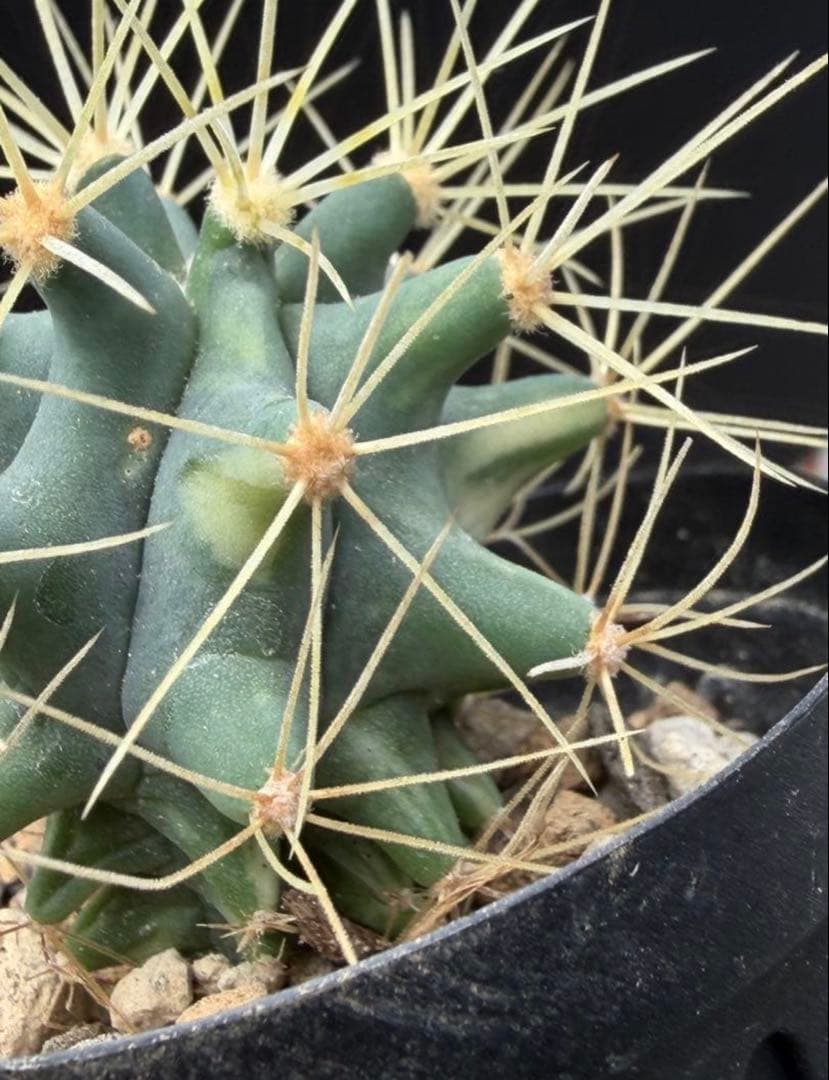 実生フェロカクタス王冠竜錦◇斑入りドライガーデン多肉サボテン　アガベ ユッカ南国