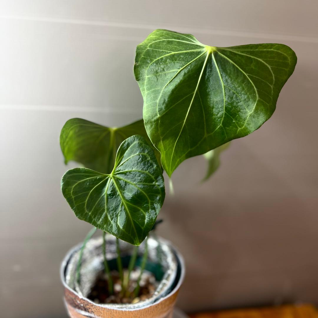 アンスリウム　デルタフォース　③