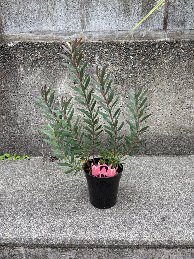 冬季の為、出品停止中☆3800サファリマジック⭐︎リューカデンドロン