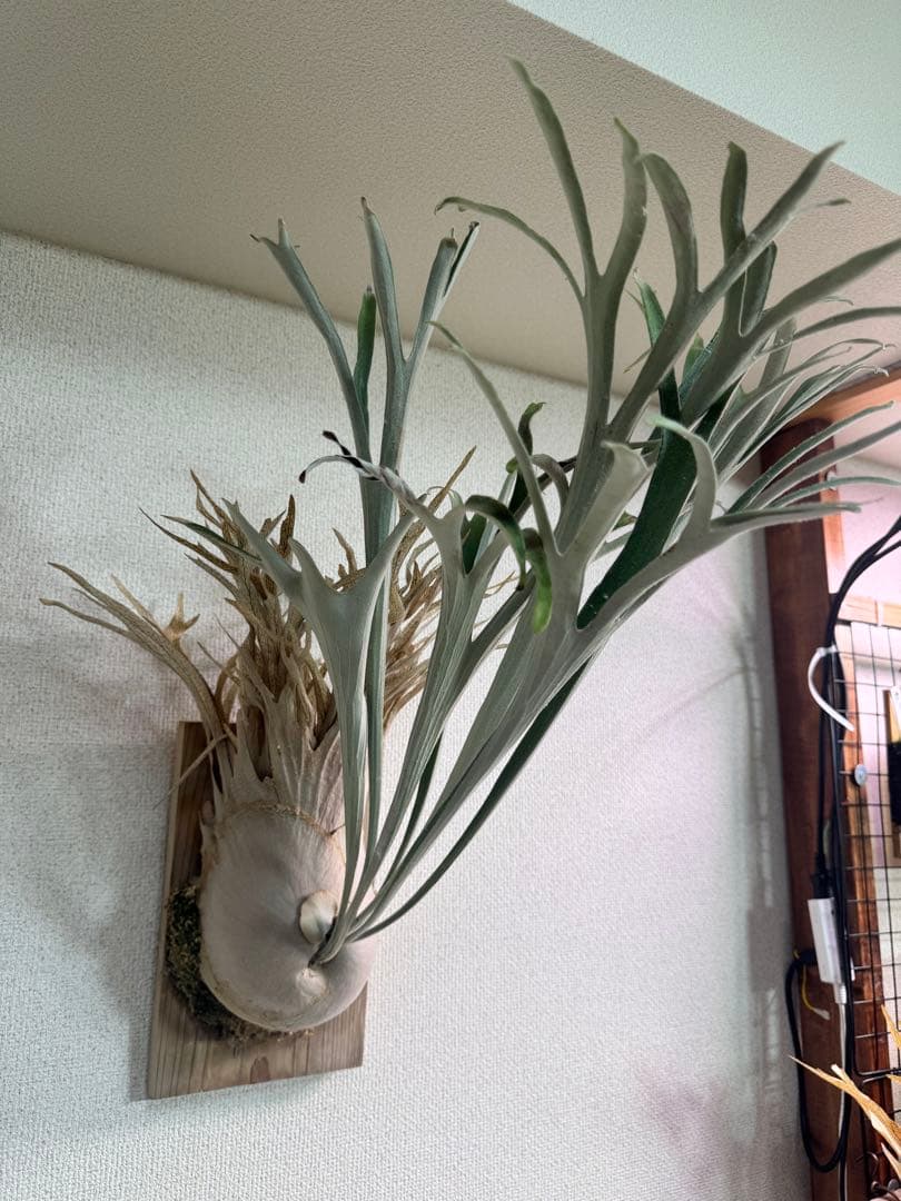 P. veitchii wild Australia ビカクシダ