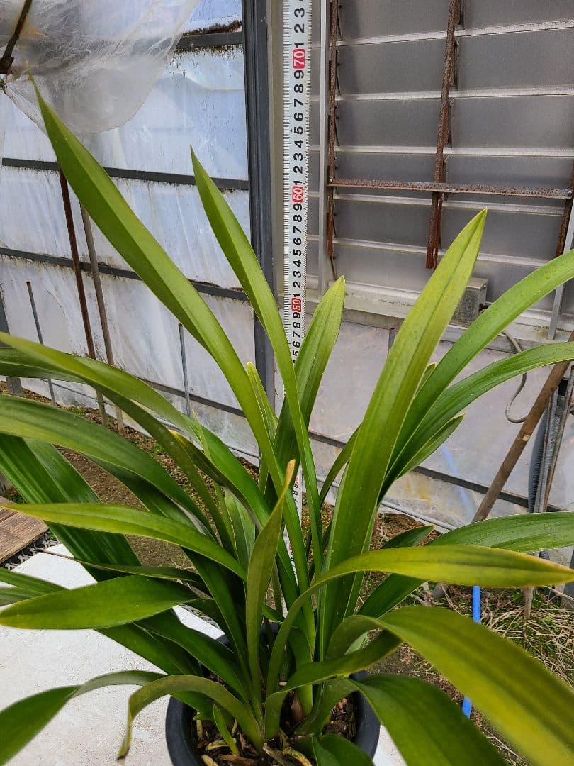 フォアゴットンフルーツ。2鉢。蜜蜂誘引蘭。日本蜜蜂。シンビジューム