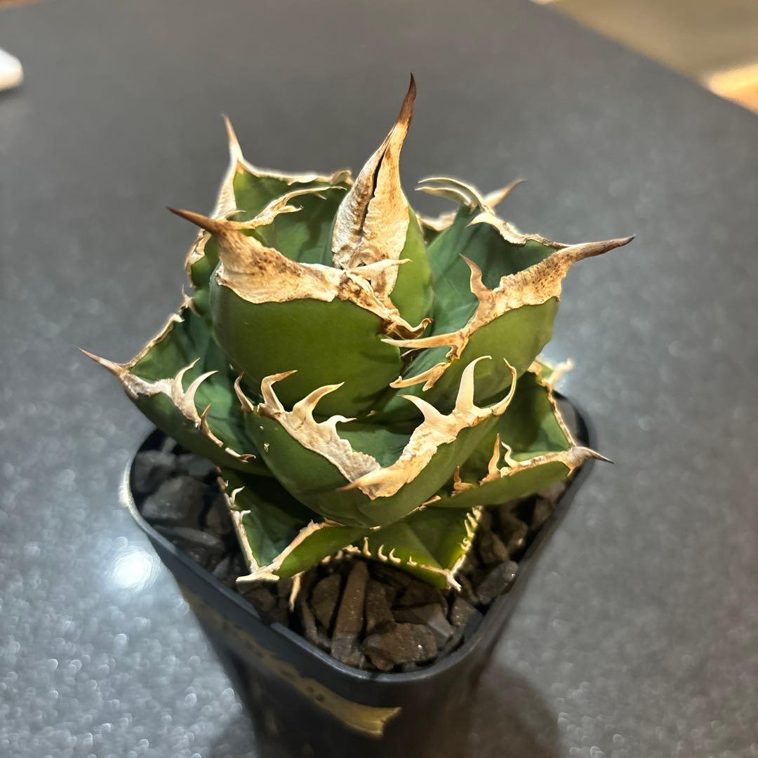 アガベ　チタノタ　南アフリカダイヤモンド　SAD 親株出品