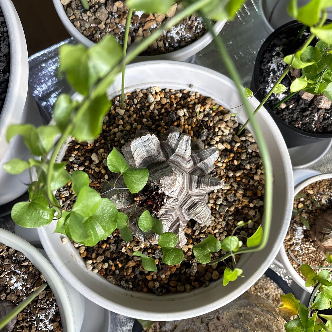 アフリカ亀甲竜　ディオスコレア　エレファンティペス