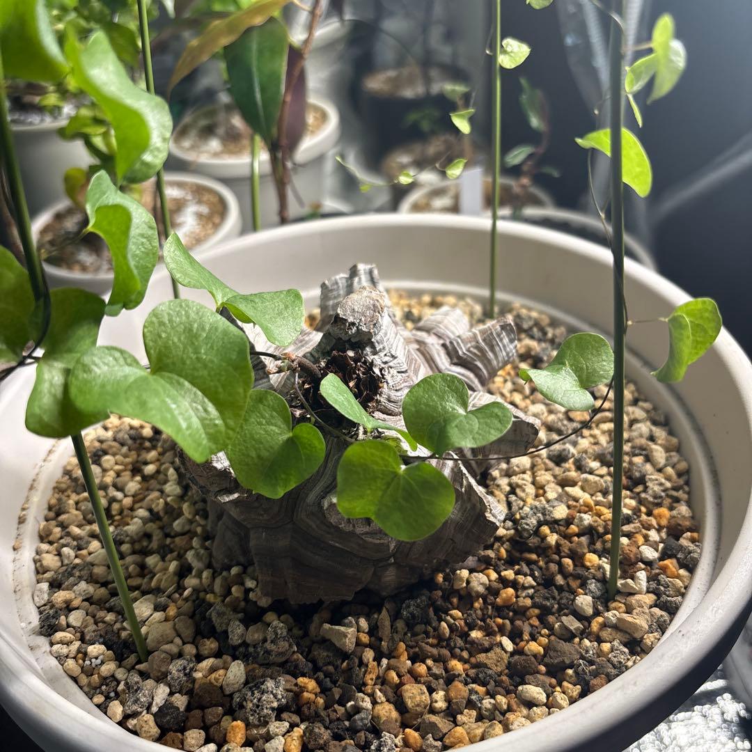 アフリカ亀甲竜　ディオスコレア　エレファンティペス