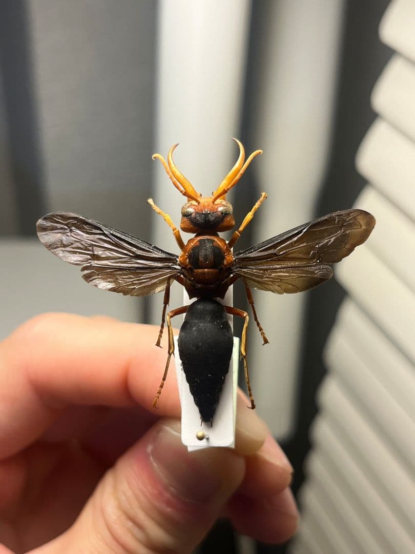 【極美展足】オオキバドロバチ タランチュラホーク バードイータームカデサソリ標本