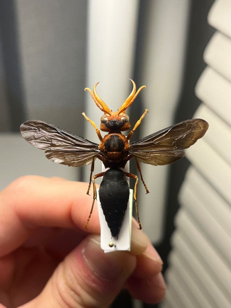 【極美展足】オオキバドロバチ タランチュラホーク バードイータームカデサソリ標本