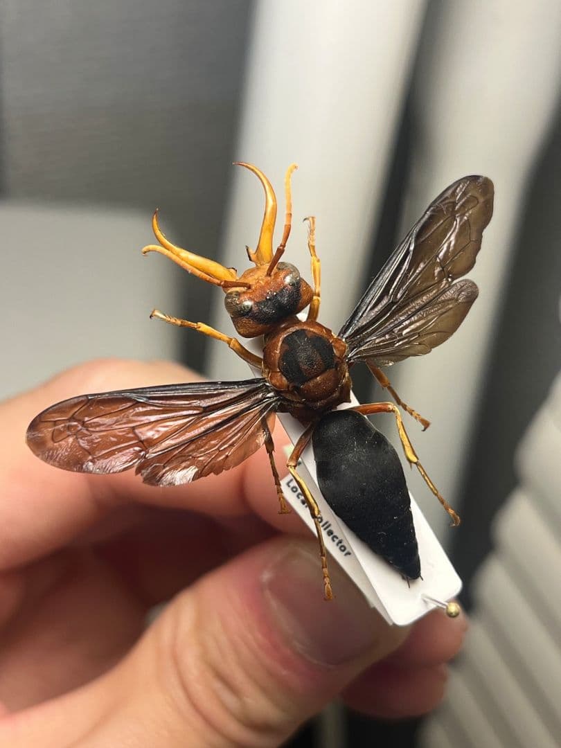 【極美展足】オオキバドロバチ タランチュラホーク バードイータームカデサソリ標本