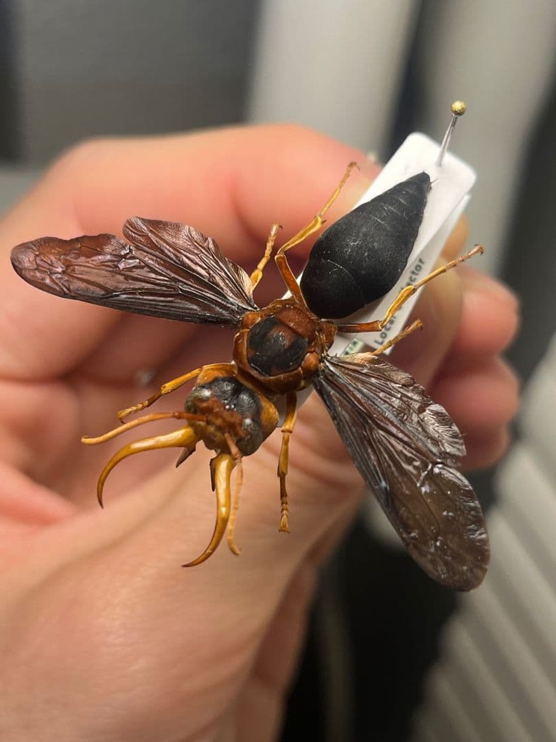 【極美展足】オオキバドロバチ タランチュラホーク バードイータームカデサソリ標本