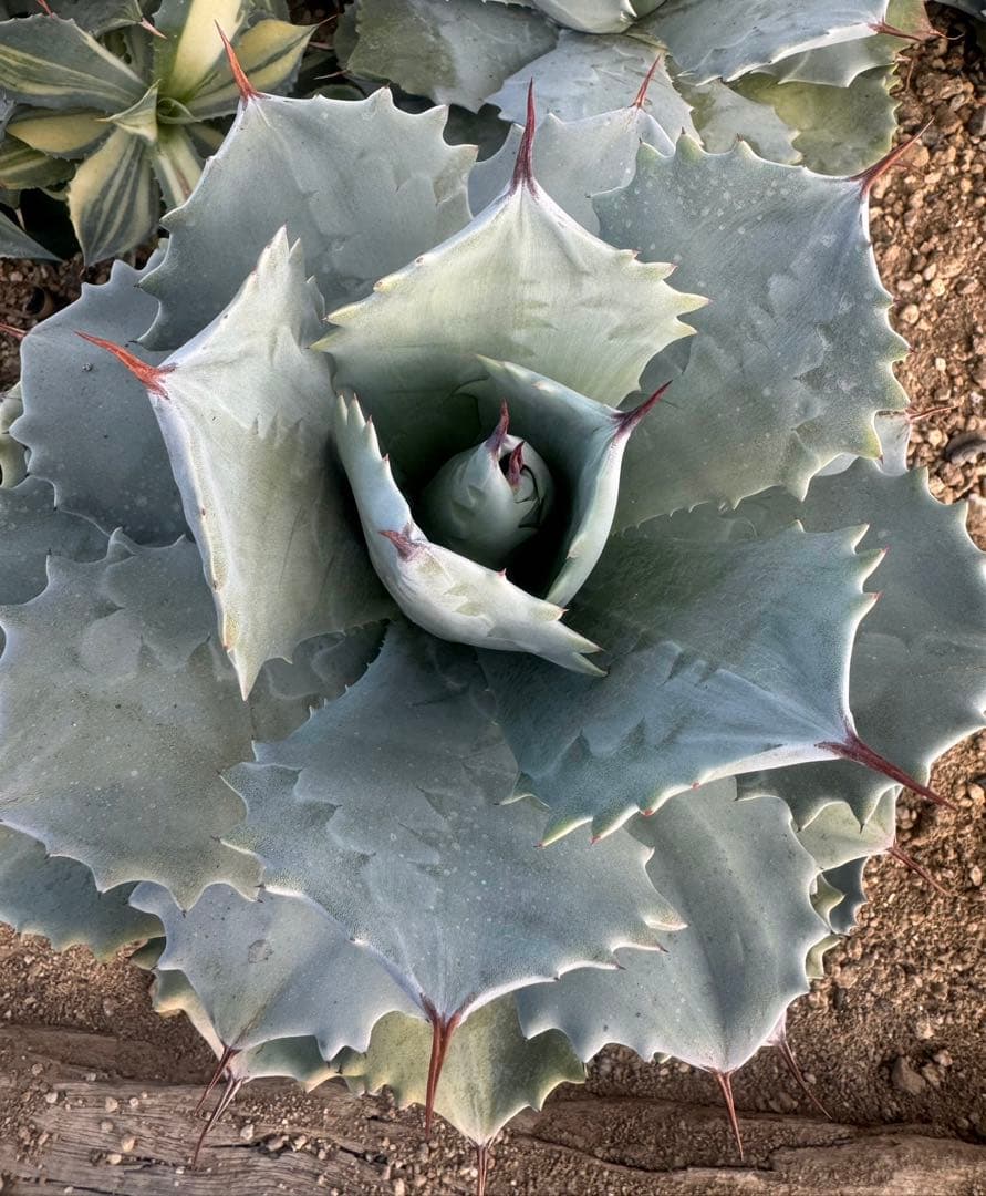 Agave （アガベ　入門セット4株）