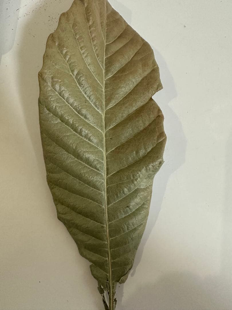 枇杷の葉　確認用