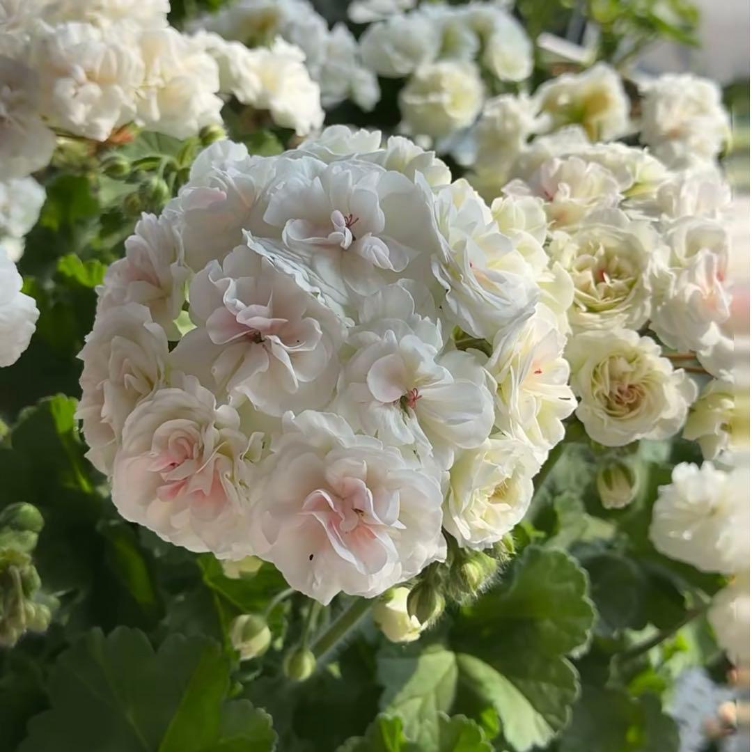 wlnw 希少品種ゼラニウム　レア品種ゼラニウム　珍しいゼラニウム