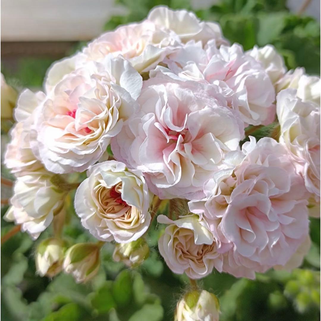 wlnw 希少品種ゼラニウム　レア品種ゼラニウム　珍しいゼラニウム