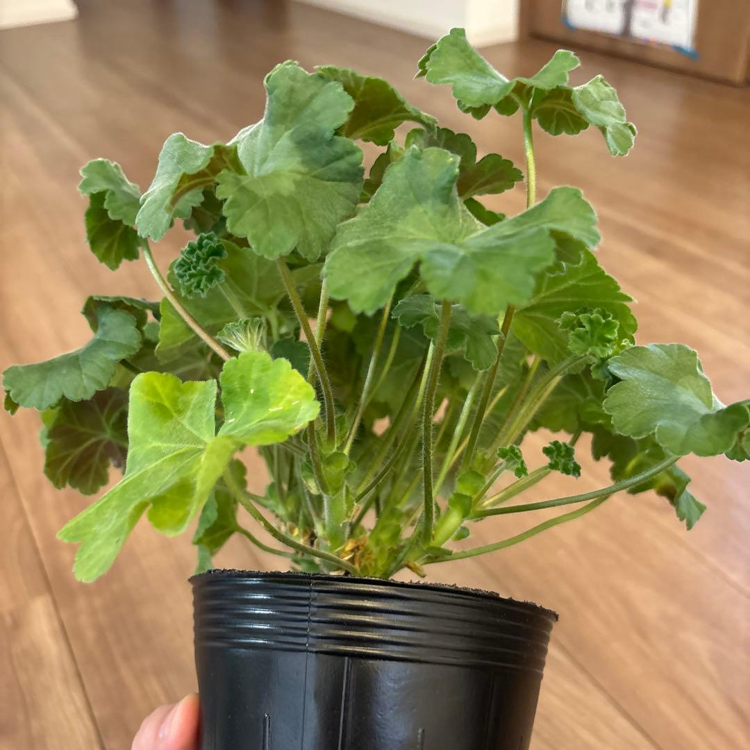 wlnw 希少品種ゼラニウム　レア品種ゼラニウム　珍しいゼラニウム