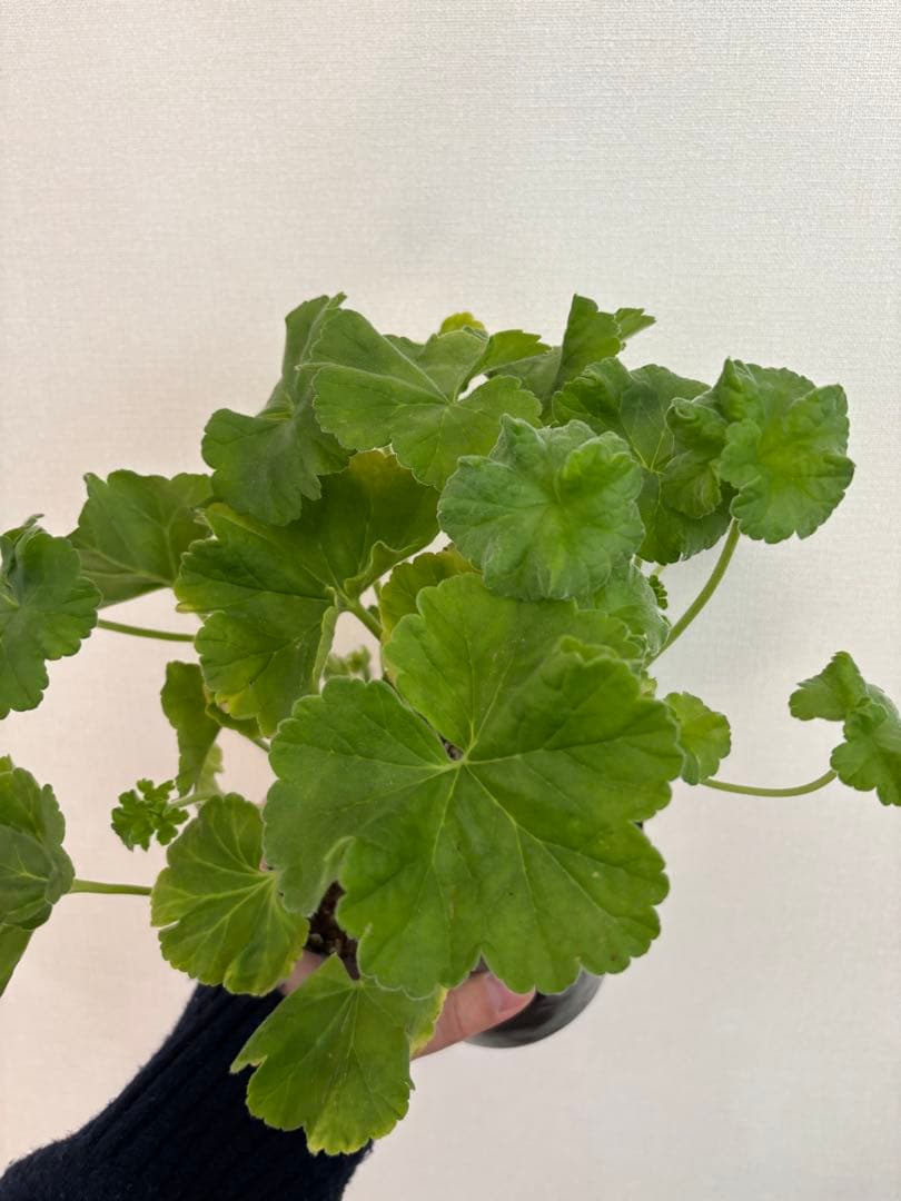 wlnw 希少品種ゼラニウム　レア品種ゼラニウム　珍しいゼラニウム