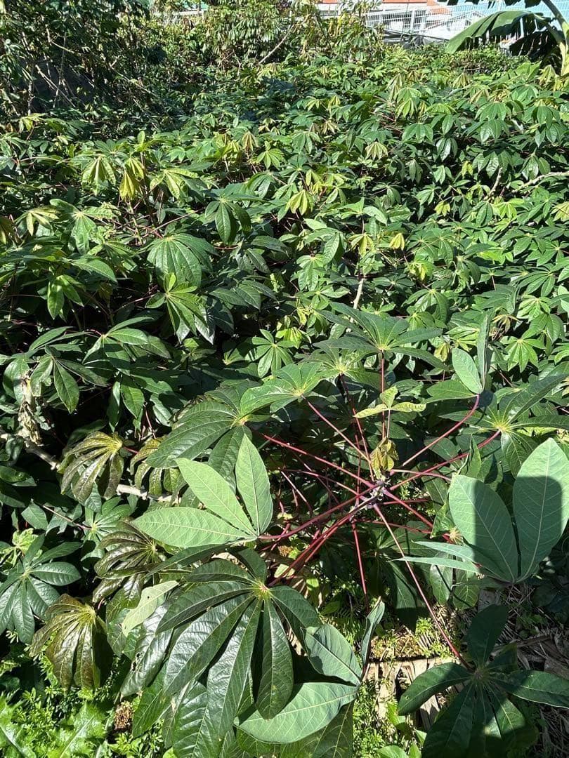 官能的な旨味と甘味。超高級★キャッサバ・ゴールドSS★挿し木枝。60サイズ箱満杯