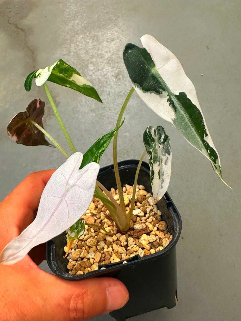 アロカシア　バンビーノ　ピンク斑入り