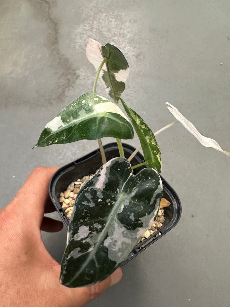 アロカシア　バンビーノ　ピンク斑入り