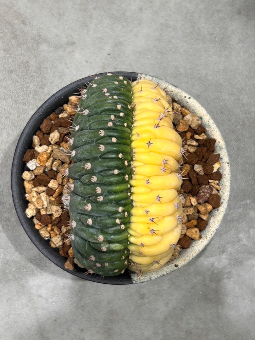 エキノプシス　パチャノイ　多聞柱　信楽焼陶器鉢付き