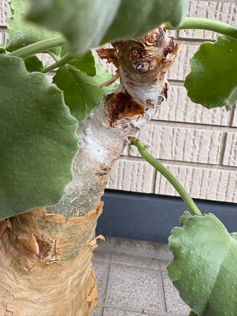 キフォステンマ　ウター　マクロプス