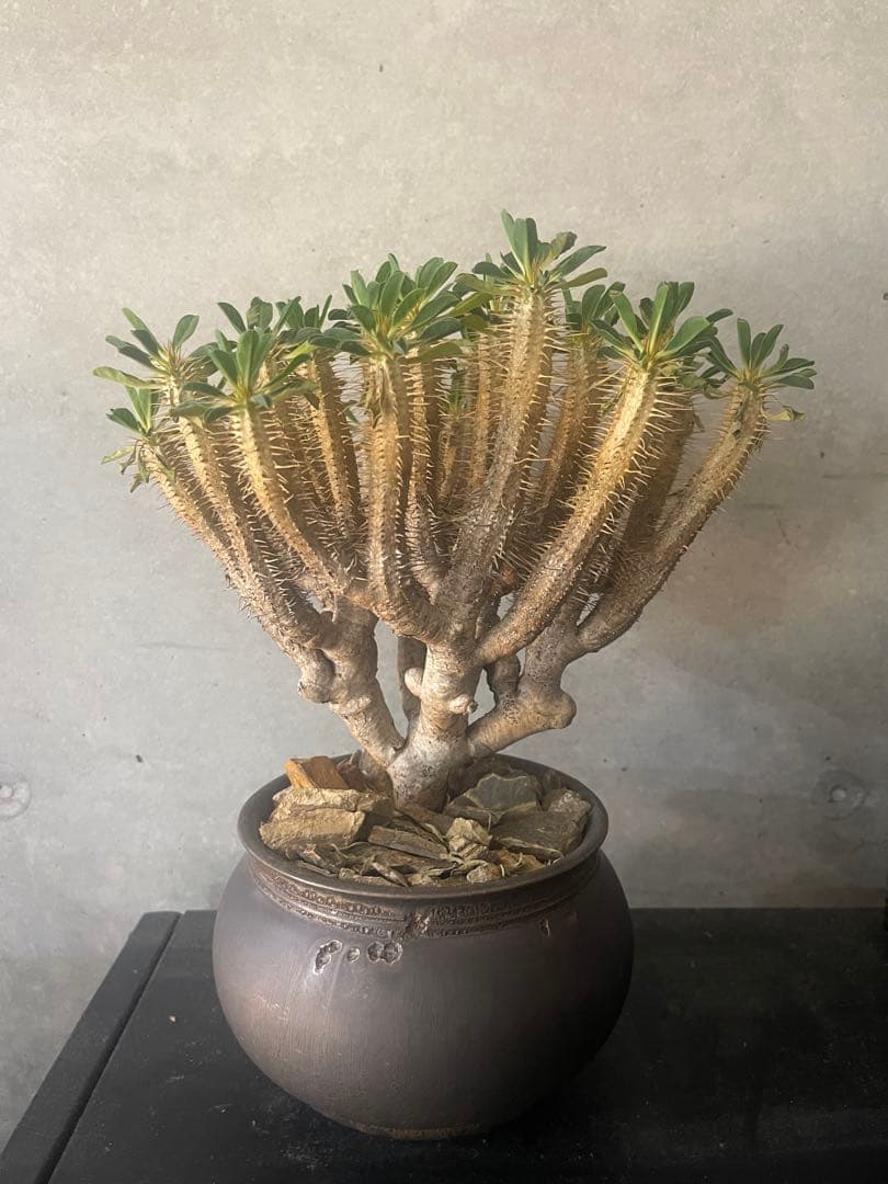 ユーフォルビアギラウミニアナ　現地中株鉢付き