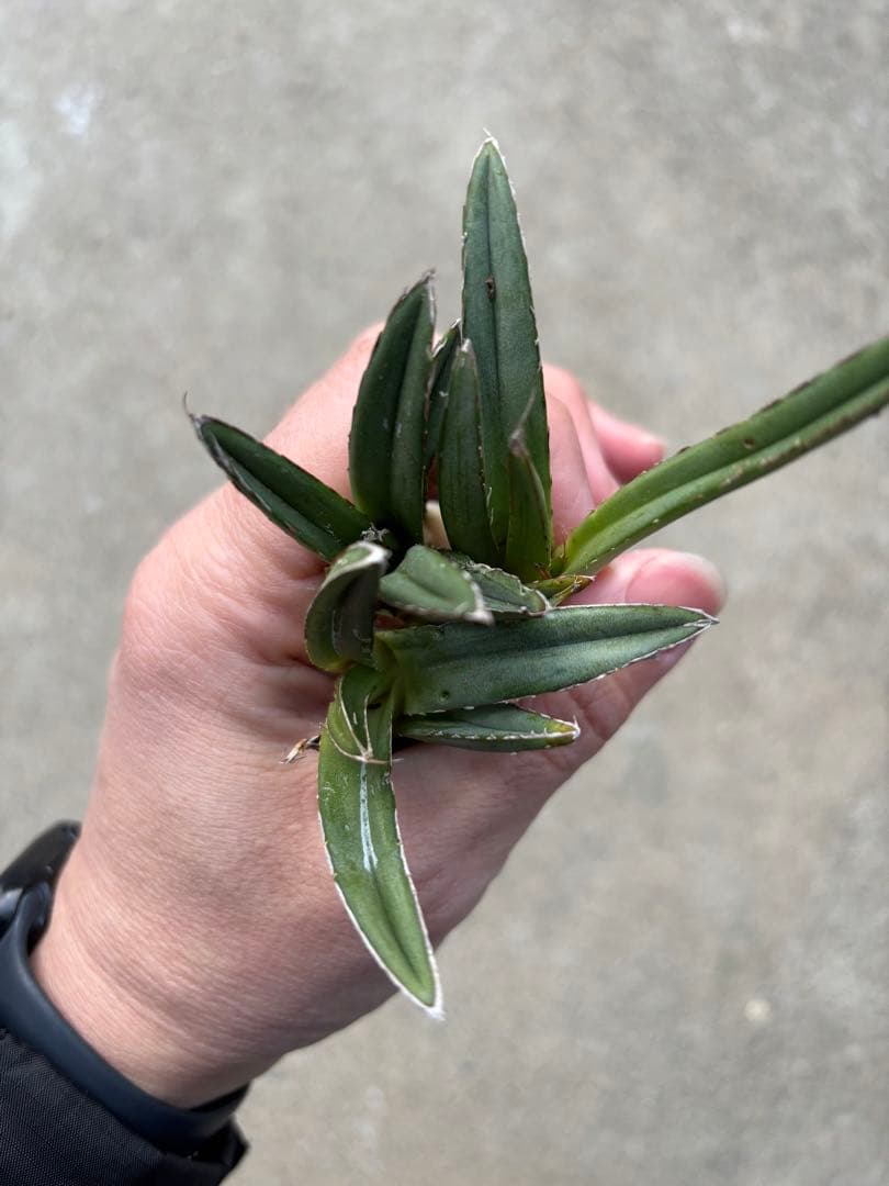 アガベ　笹の雪　極上株　子株3カブセット