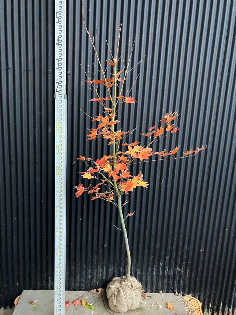 山採り　コハウチワカエデ　h