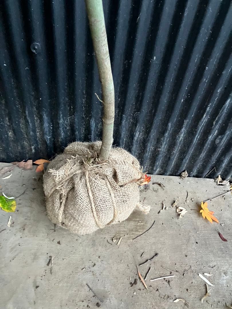 山採り　コハウチワカエデ　h