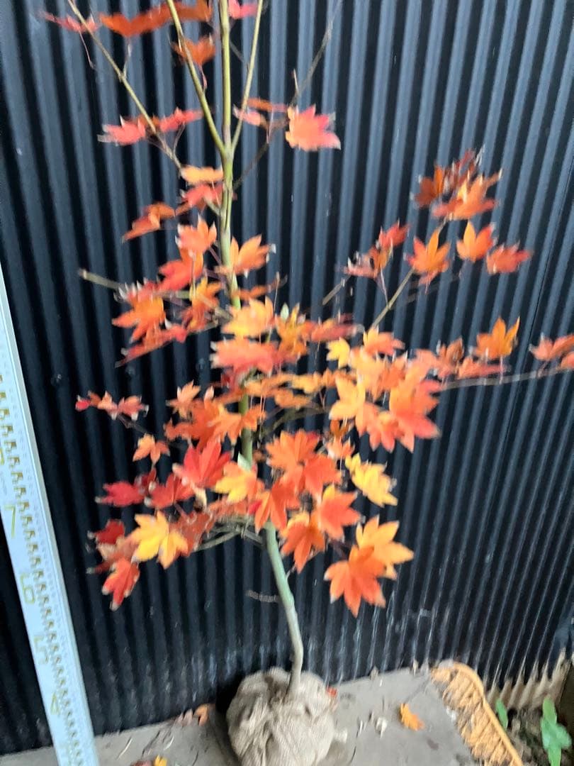 山採り　コハウチワカエデ　h