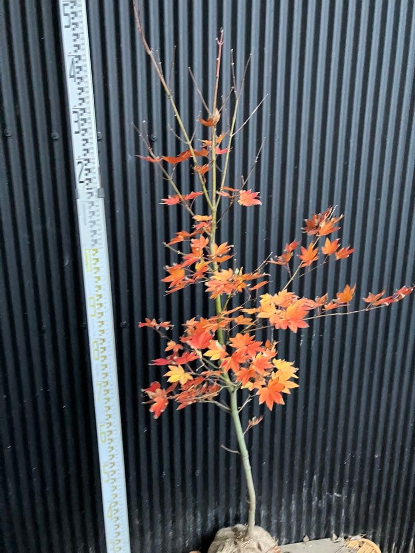 山採り　コハウチワカエデ　h