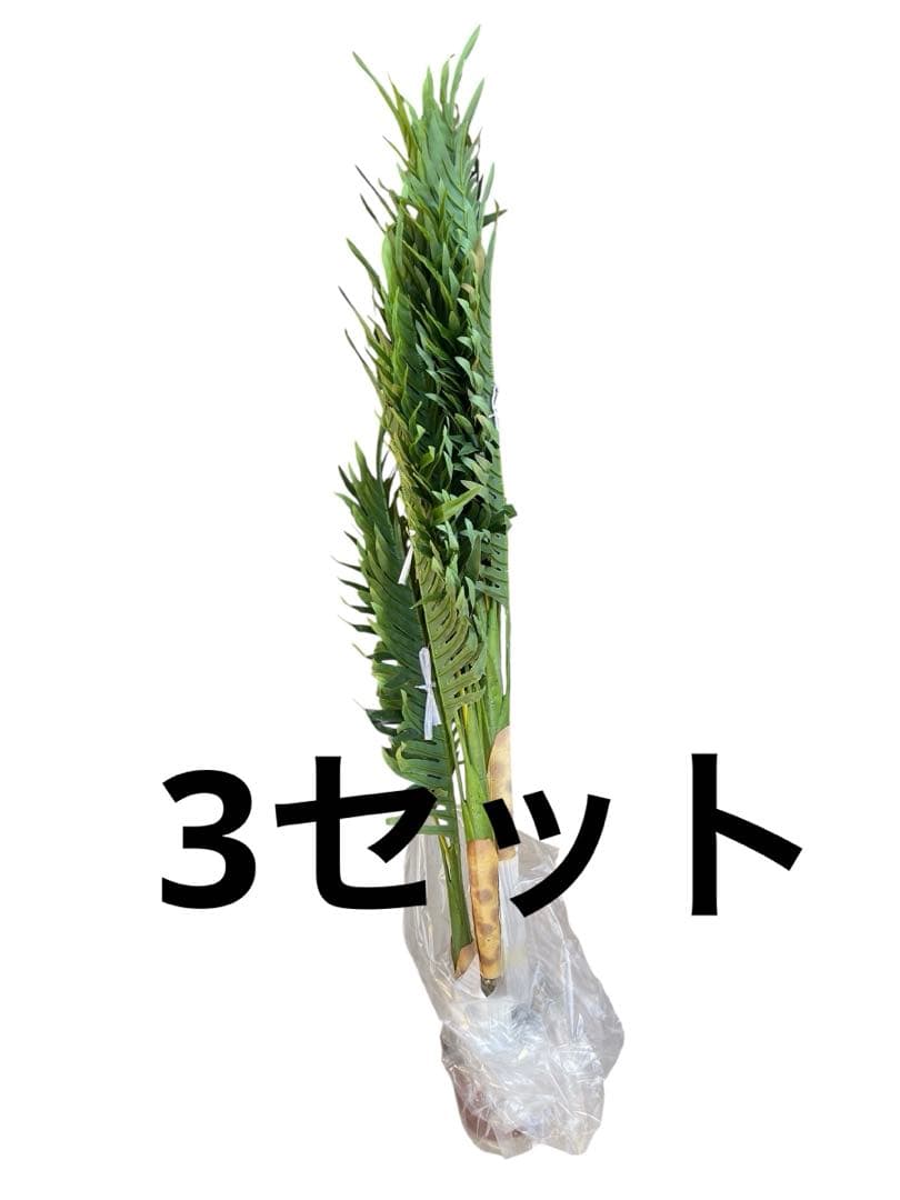 観葉植物 フェイク FICUS フィカス