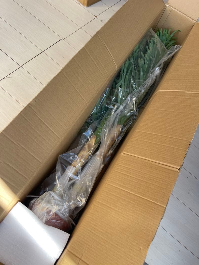 観葉植物 フェイク FICUS フィカス