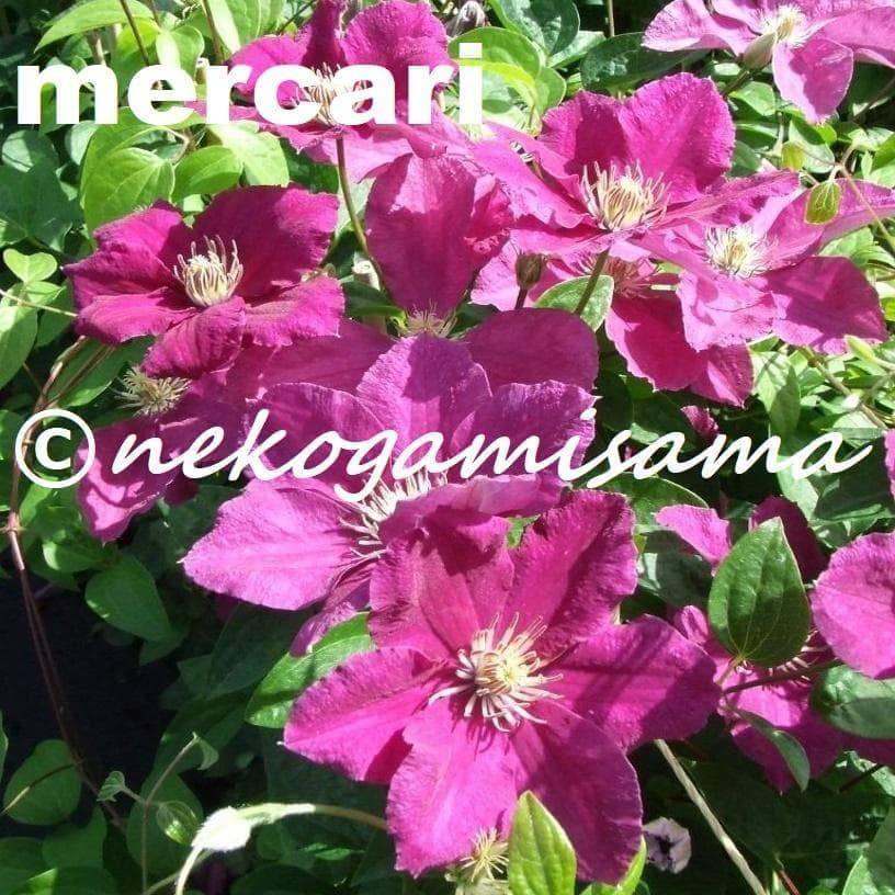 pigeon　クレマチス　苗