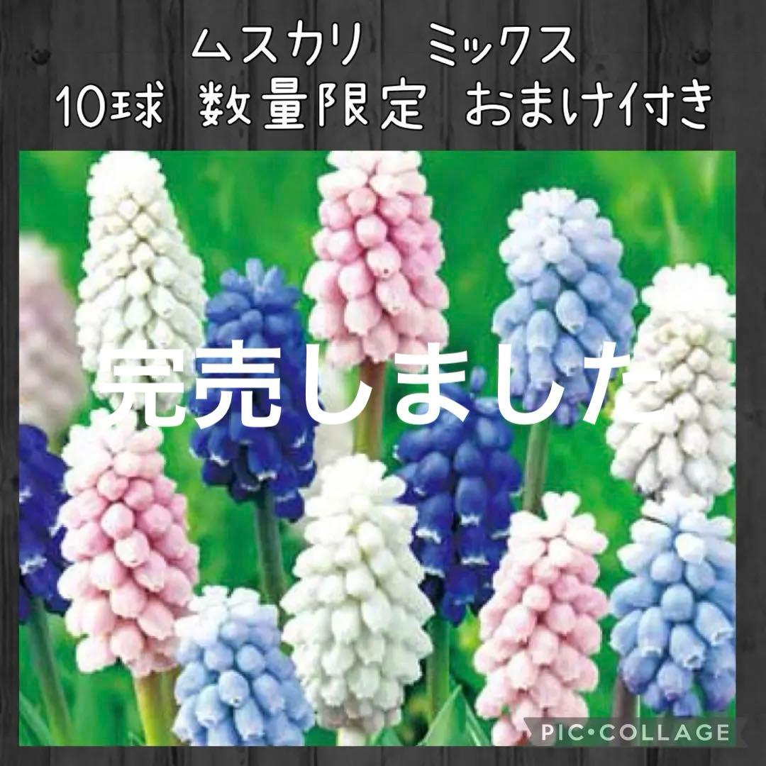 【球根】ムスカリ　ミックス　10球　ピンク　白　青　薄青　子株付き
