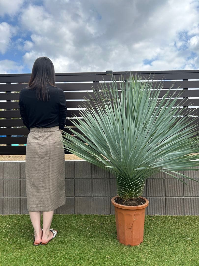 ユッカ　ロストラータ　幹太