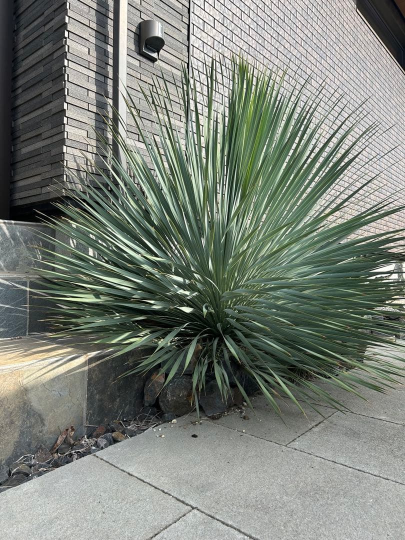 ユッカ　ロストラータ　幹太