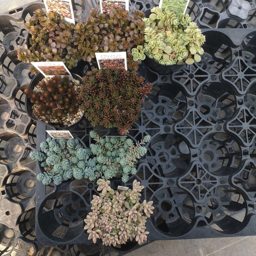 23日発送午前着 ももんちゃさん専用