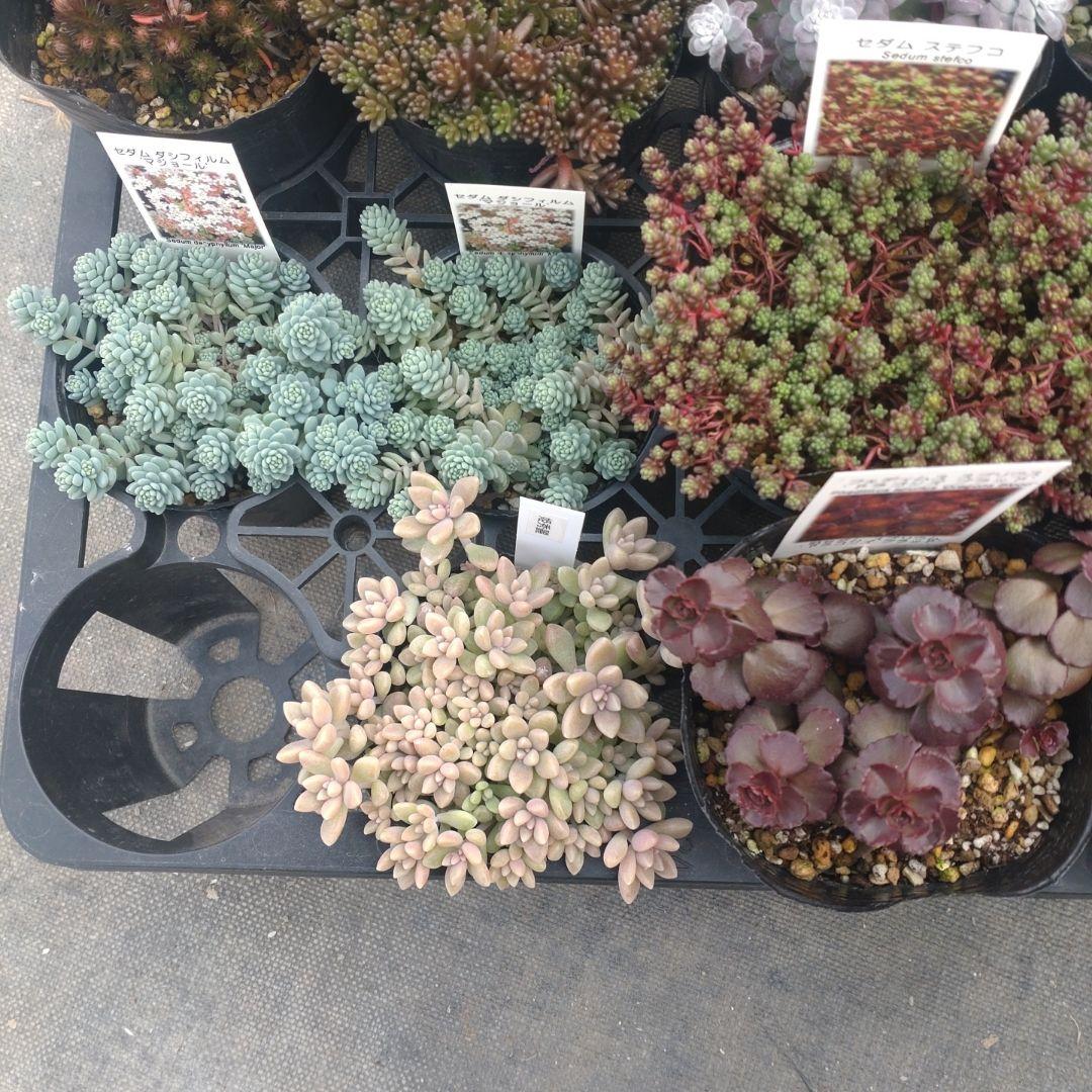 23日発送午前着 ももんちゃさん専用